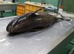 [수의학 A to Z] Whale：고래연구센터 이경리 수의사
