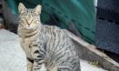 일부 지역 길고양이 TNR 보류 움직임‥해법 마련 서둘러야