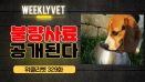 [위클리벳 329회] 문제 있는 반려동물 사료 공개, 과징금도 인상!
