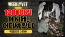 [위클리벳 341회] 1200마리 개 사체, 어디에서 왔나