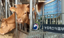 政 구제역 바이러스 해외 유입 추정..수의사 접종지원 확대에는 ‘글쎄’