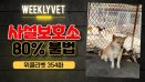 [위클리벳 354회] 사설 유기견 보호소 80%가 불법