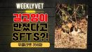 [위클리벳 356회] 길고양이 만졌다고 SFTS 감염이라니?