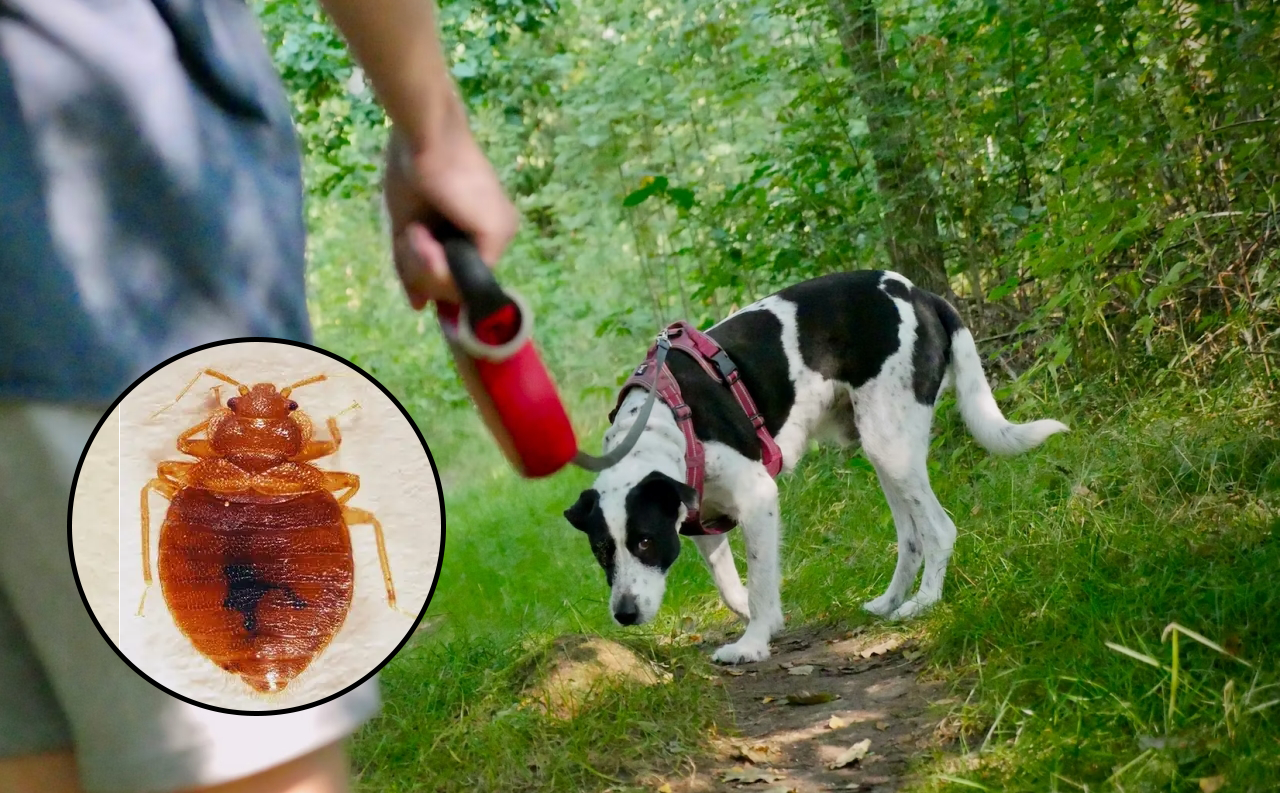 빈대가 난리라는데..반려동물은 문제 없나요? 막연한 걱정은 ‘NO’