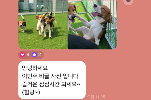 실험동물수의사가 단톡방에 비글 사진을 올리는 이유는?