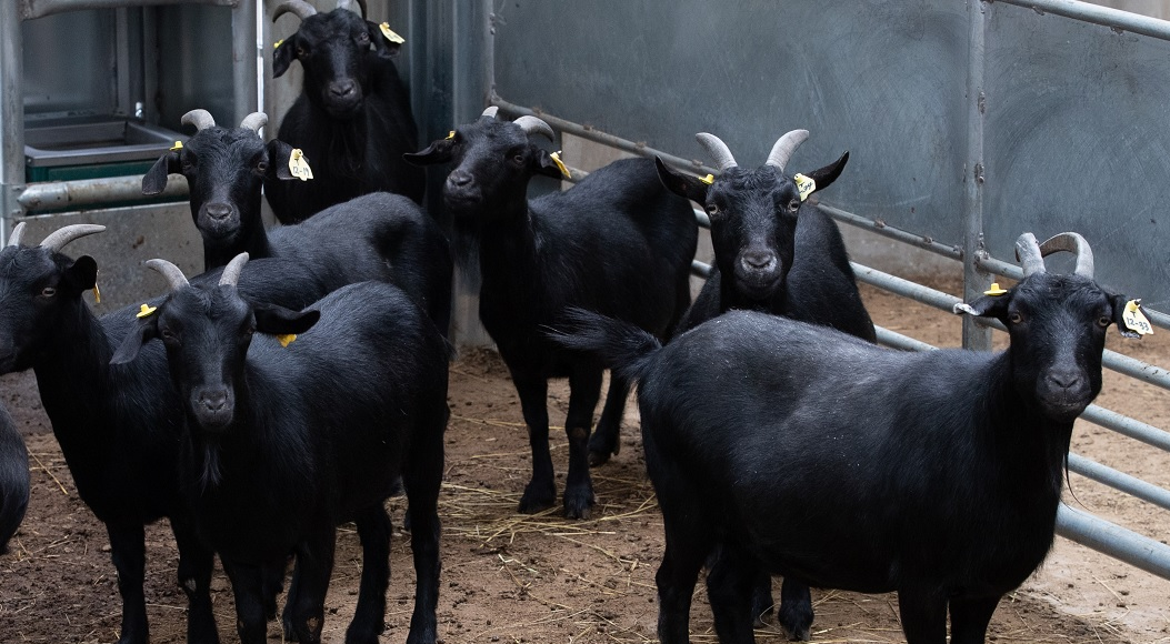 염소 산업 커지는데 질병은 아직 깜깜이..수의사 활동기반 만들어야