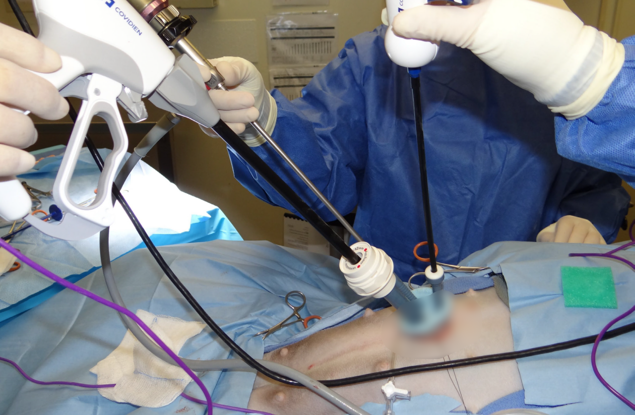 ‘중성화 패러다임 바꿔야’ WSAVA 번식관리 가이드라인 발표