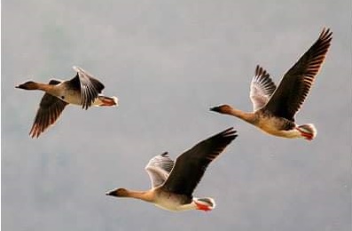 고병원성 AI 특별방역기간 3월 14일까지 연장