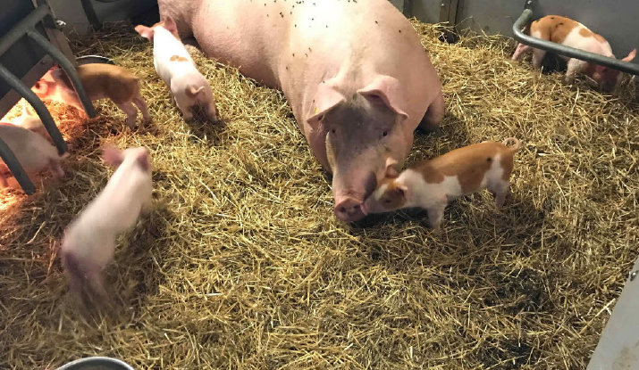 어미돼지가 스톨 벗어나면 번식성적도 오른다? 군사 전환엔 현실적 한계 지적도