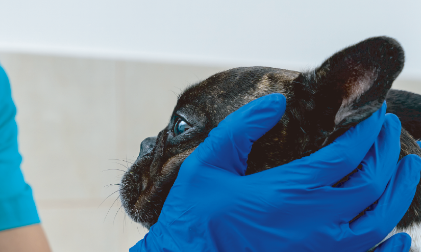 ISVPS 국제 피부과 인증 과정 모집 시작, 미국·유럽전문의 강의