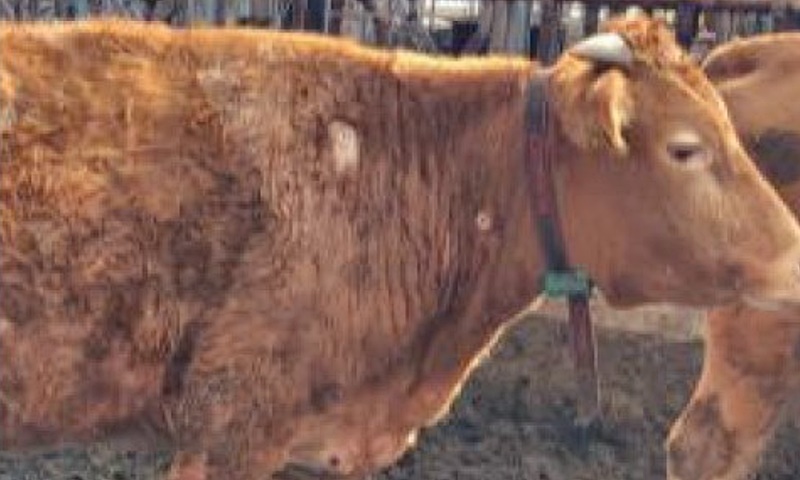 럼피스킨 방역 위반 농가에 2,150만 원 과태료 부과