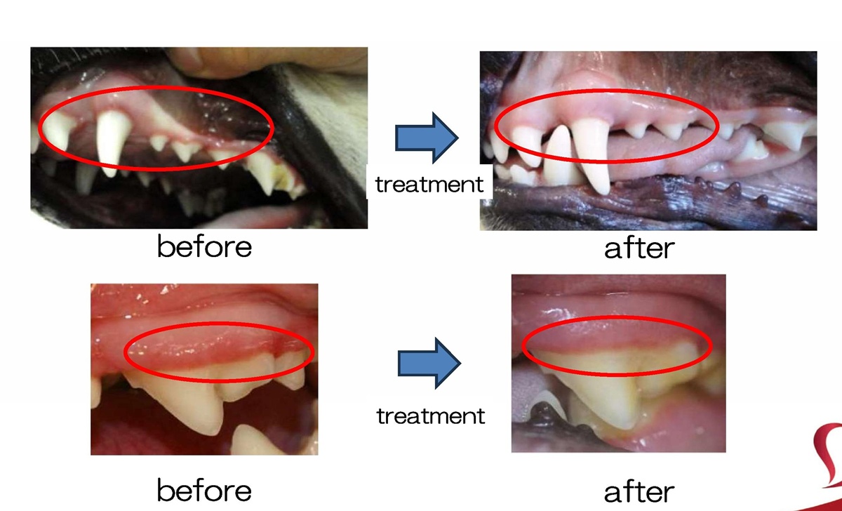세계 최초 개·고양이 치은염 치료제 ‘인터베리-알파’ 효과, 논문으로 입증