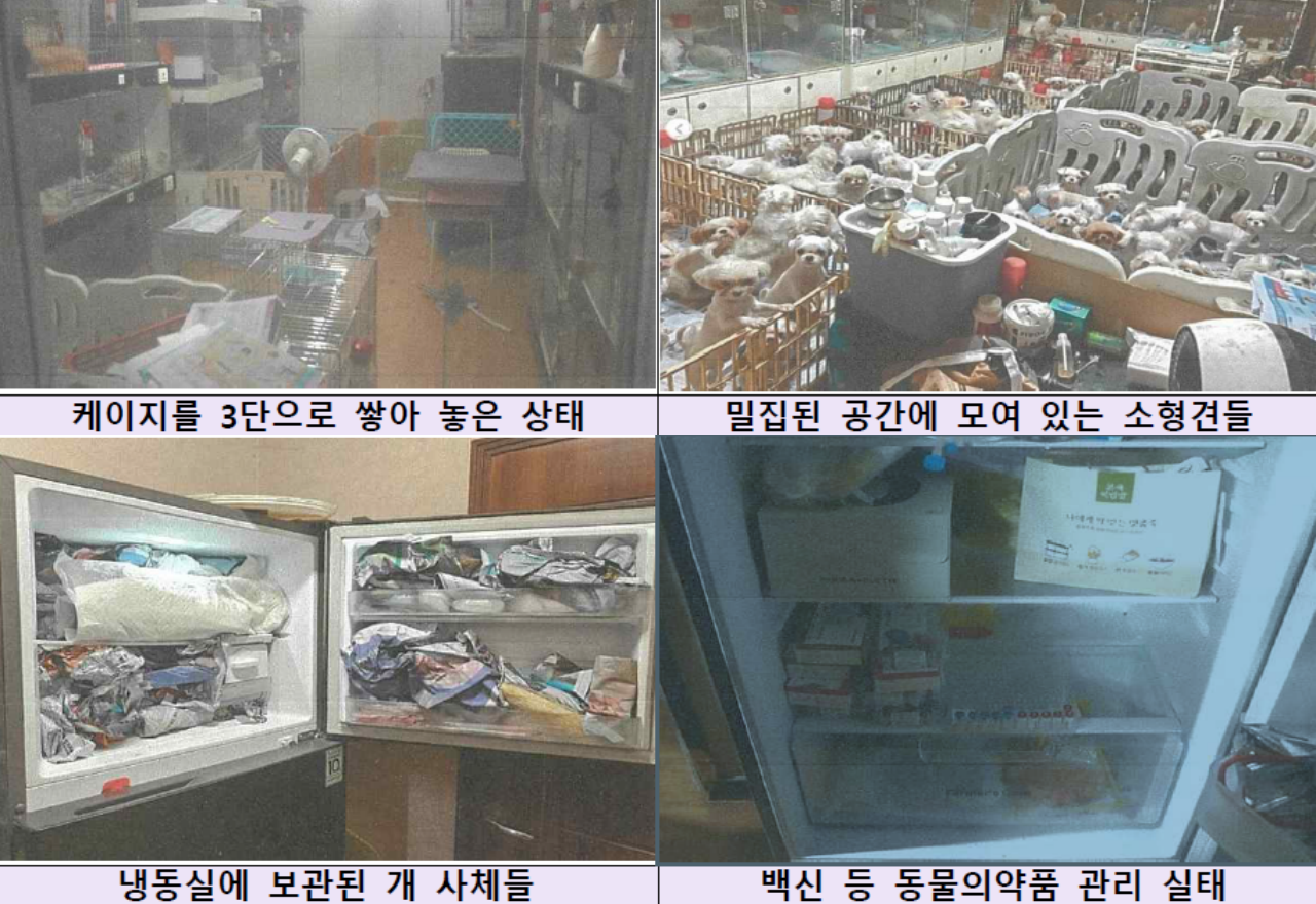번식장서 모견 배 가르고 노견은 근육이완제로 죽여..대수 ‘무분별한 약품판매가 문제’