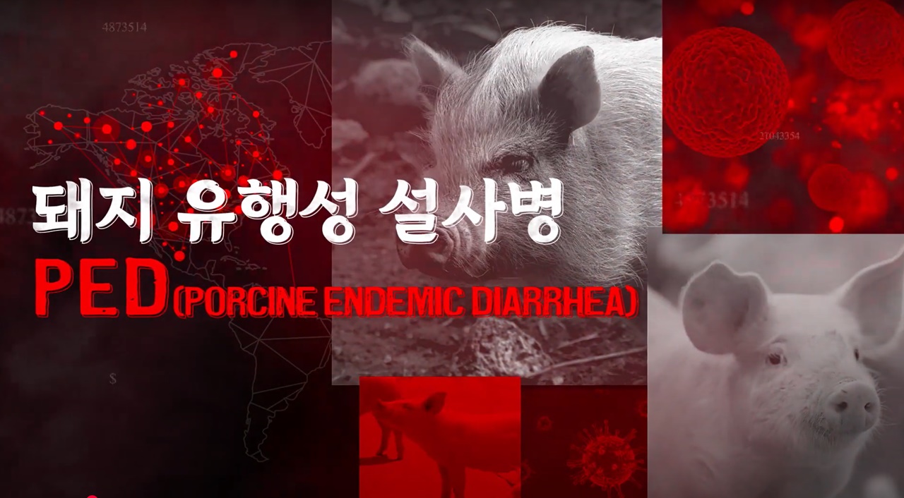 다시 찾아온 돼지유행성설사병(PED) 확산, 우리가 함께 풀어야 할 숙제