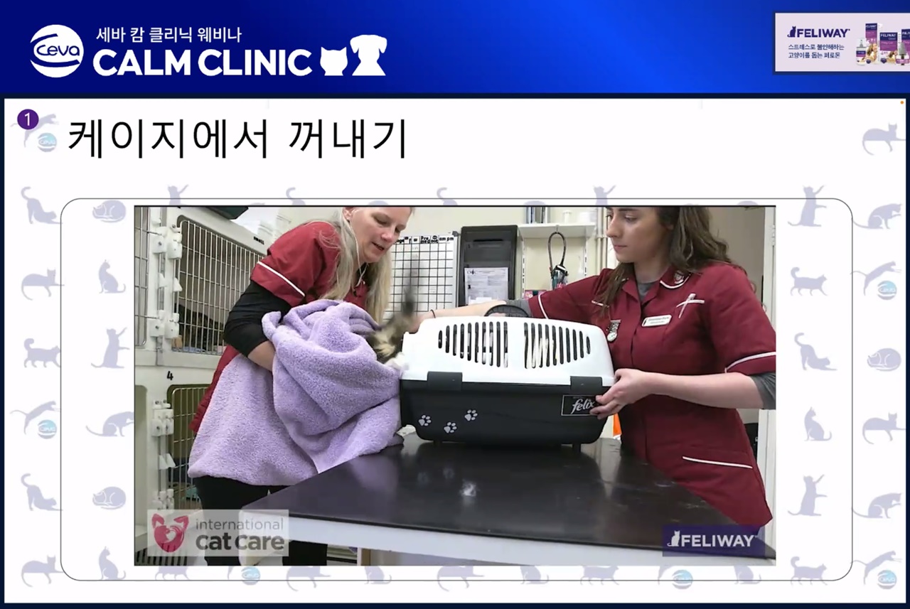 케이지에서 꺼내기·약먹이기 등 고양이 핸들링 무료 영상 교육 국내 런칭