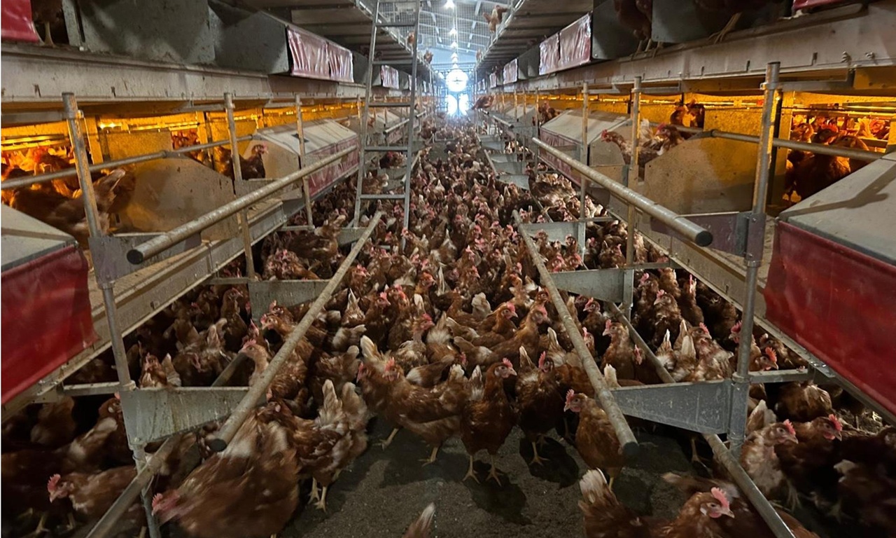 “동물복지 계란인데 왜 방목사육 아닌가요?”