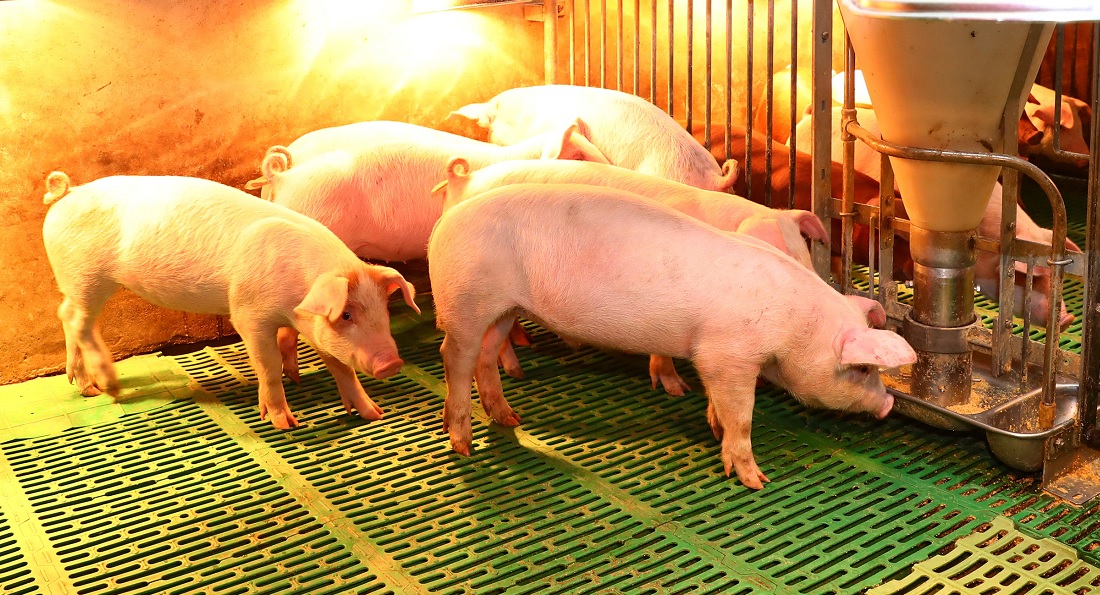 어미돼지 스톨 금지, 이대로는 농장만 리스크 떠안는다..대규모 실증 선행돼야