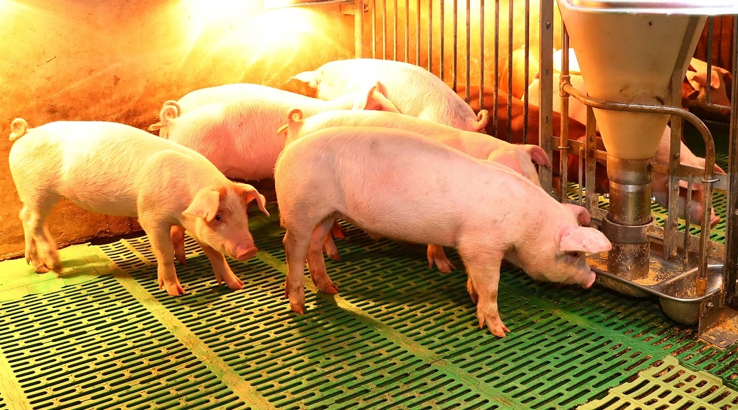 ‘갑자기 충남’ 당진 돼지농가서 아프리카돼지열병