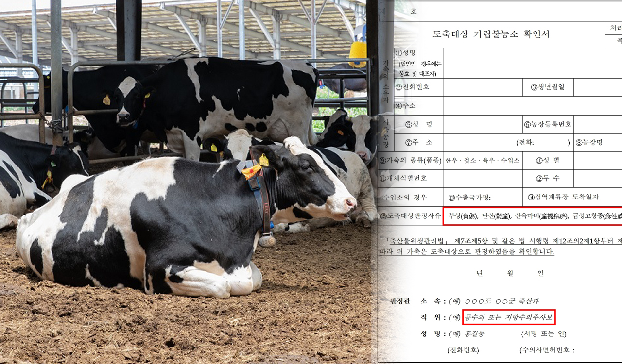 기립불능소 처리 불편 호소 계속된다 ‘非공수의도 확인서 발급 가능해야’