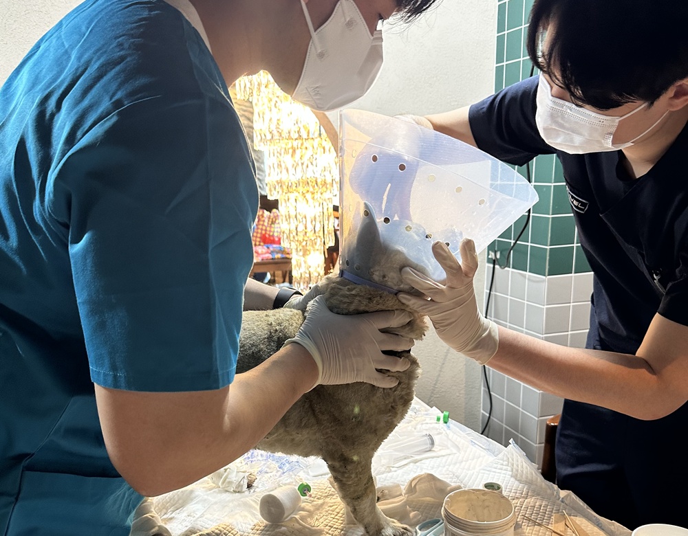 산불 피해 동물 위해 발 벗고 나선 수의사들