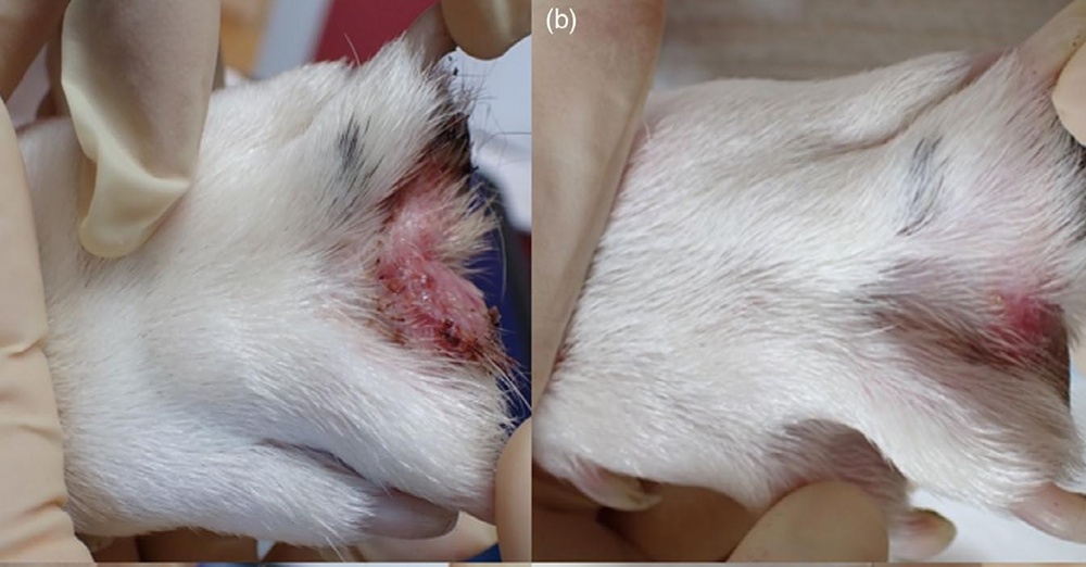 개 지간 종기증에 형광에너지 치료하자 회복 속도 빨라지고 항생제 사용량 줄어