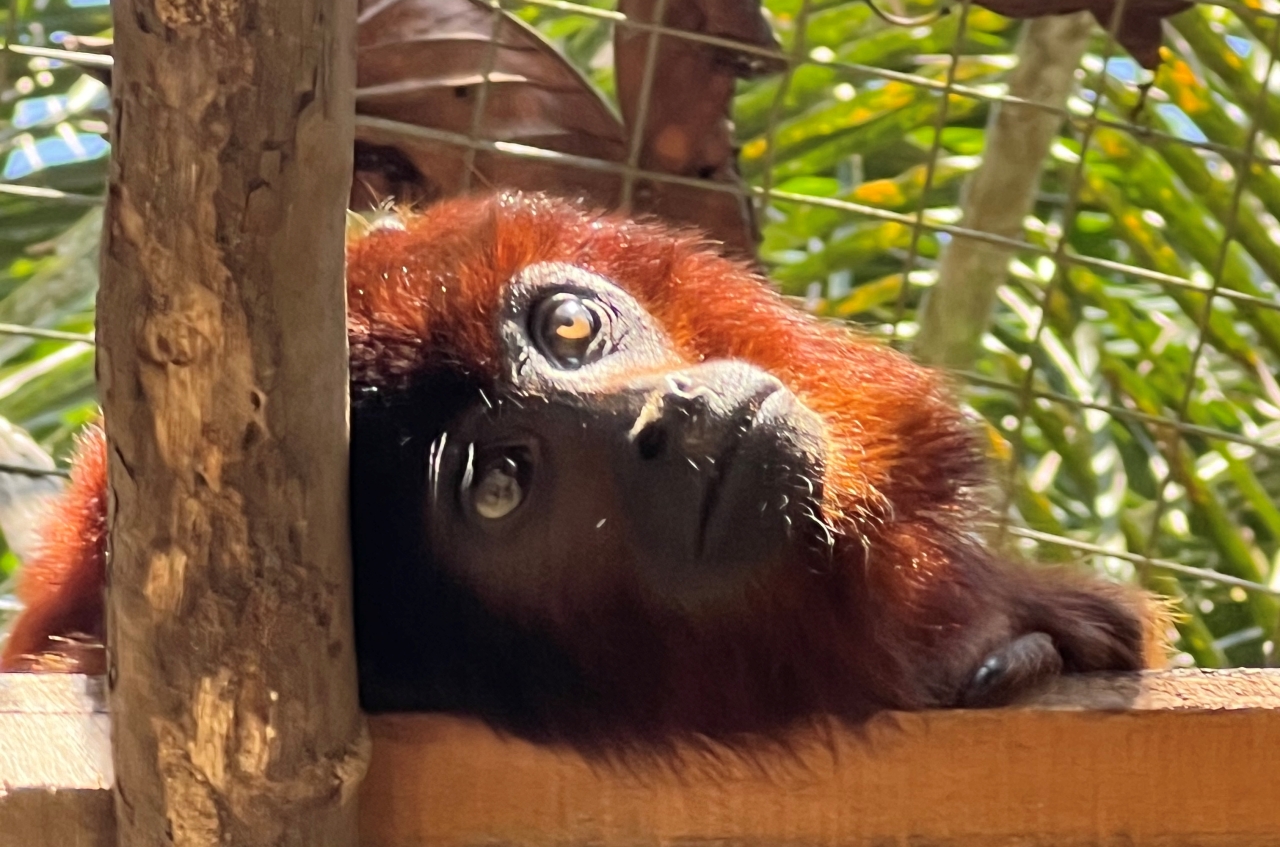 아마존의 야생동물 보호소에 가다