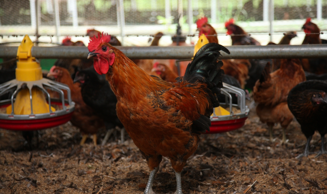 평택, 화성, 영동..빠르게 늘어나는 고병원성 AI