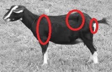 염소 임신의 특징과 BCS 측정의 중요성