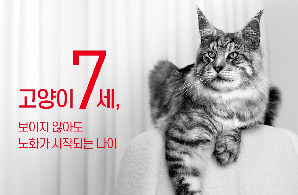 “고양이의 노화는 7세부터 시작됩니다”