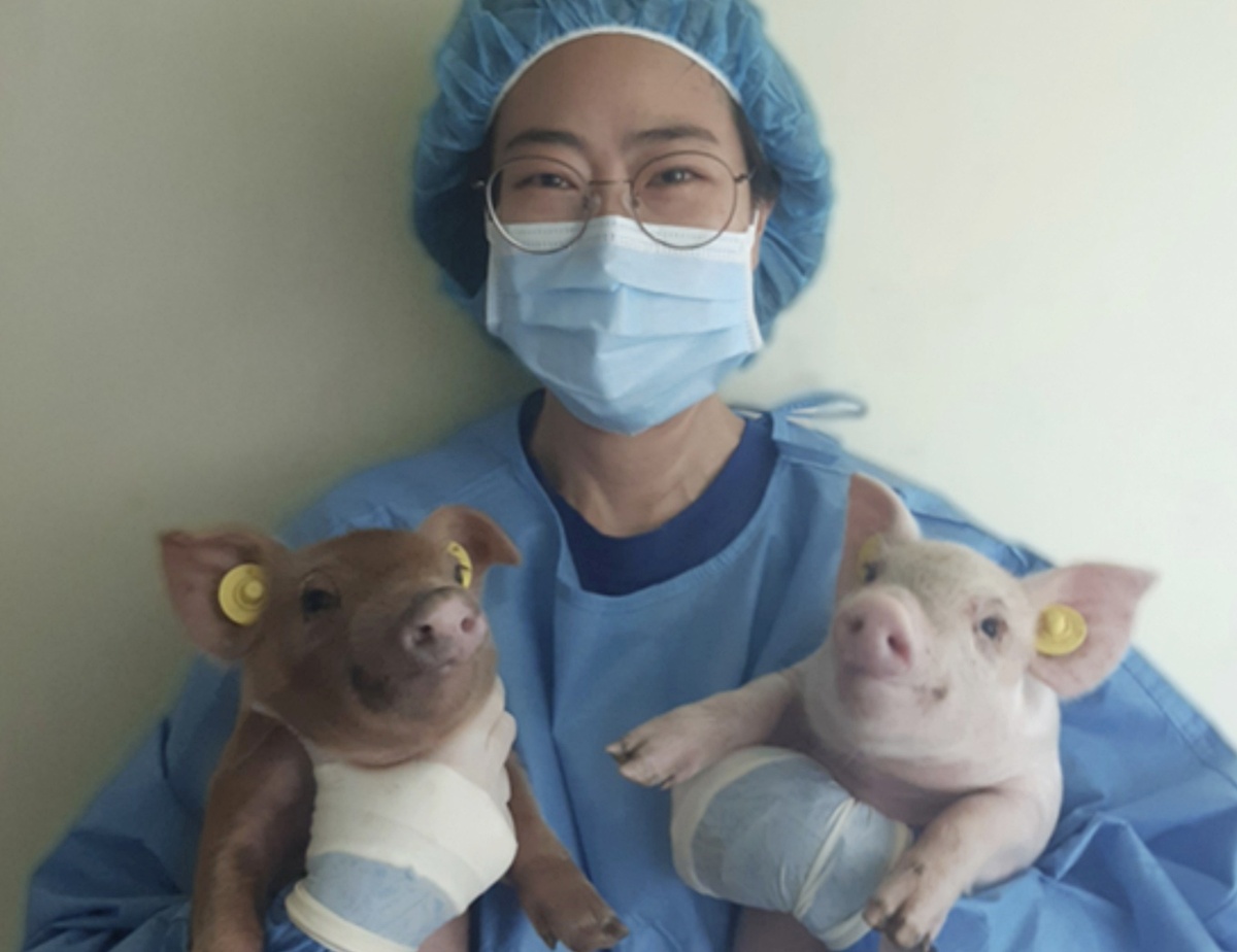 다비육종-서울대, 유전자편집으로 PRRS 완전 저항성 돼지 생산 성공