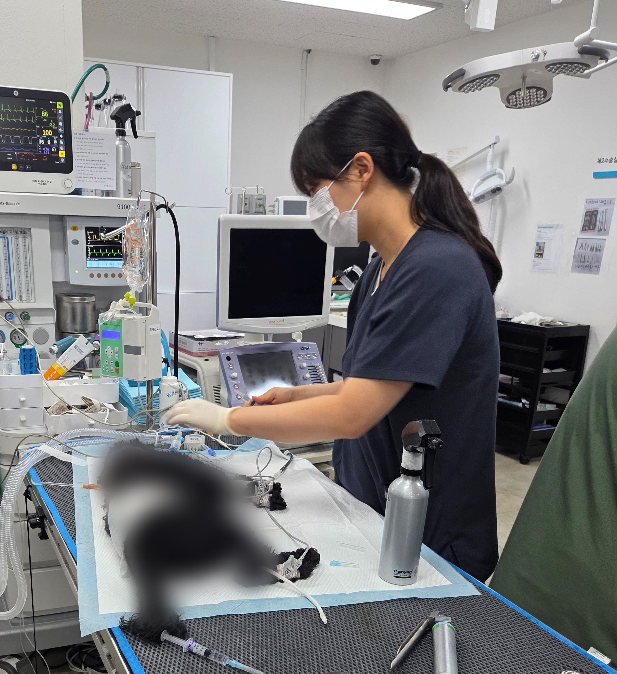 [어드벳(vet)쳐：마취과 수의사라는 모험] 일산동물의료원 김달해 수의사의 하루