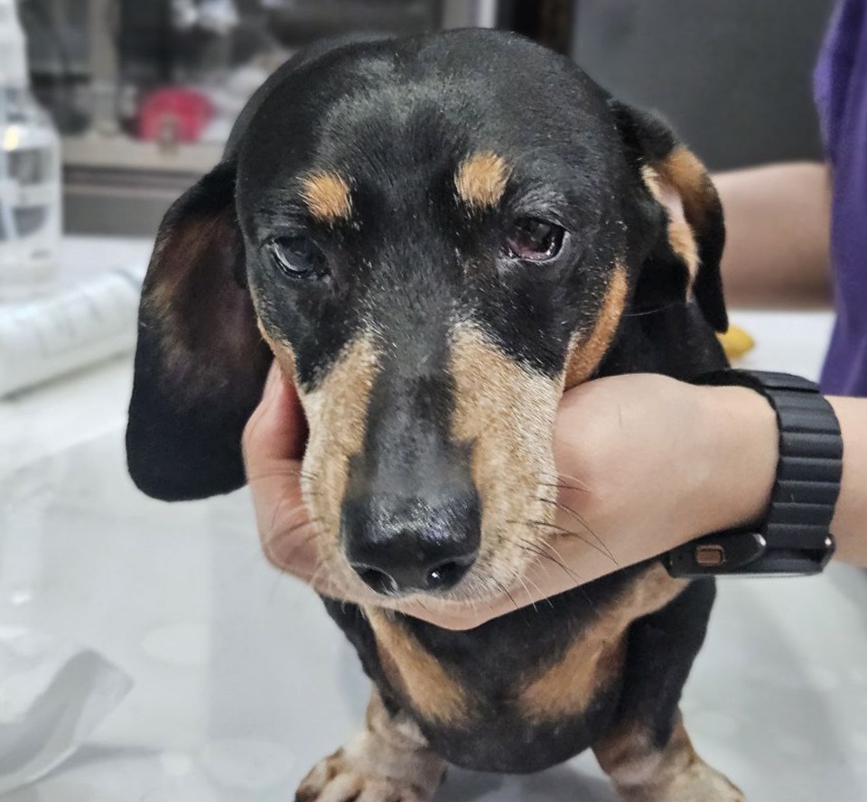 서울 강남에서 반려견 렙토스피라증 확진, DHPPL 백신 접종 필요