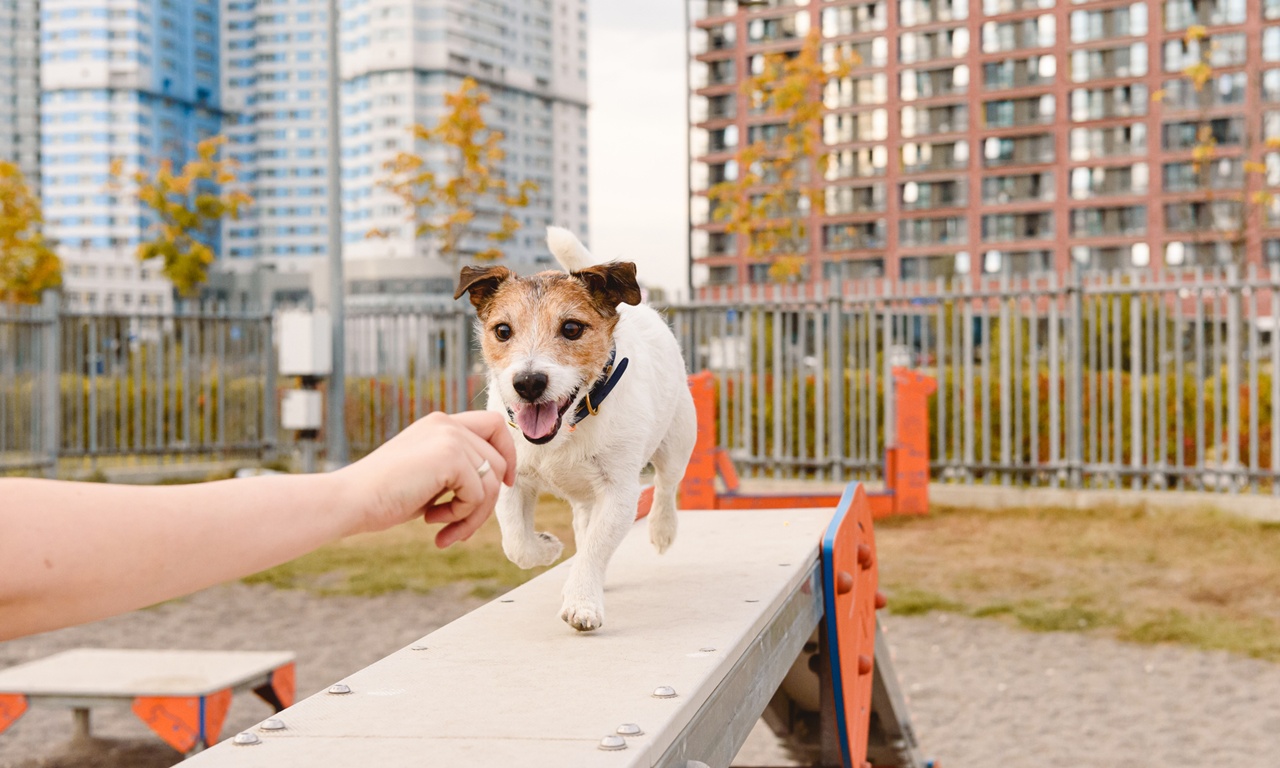 “렙토스피라증, 도심에 사는 반려견도 위험”