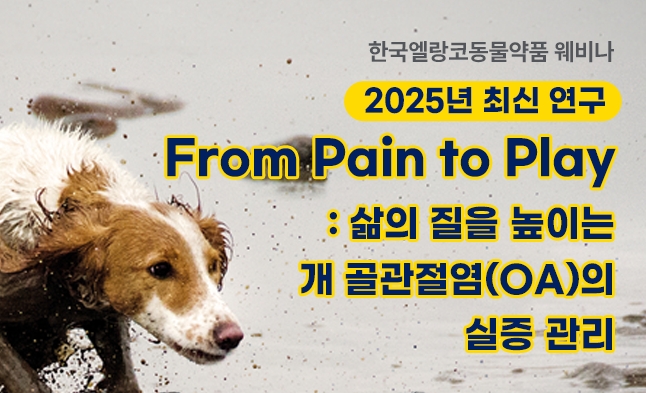 어린 반려견의 골관절염, 숨겨진 통증 신호..‘갈리프란트 웨비나’에서 해답 제시