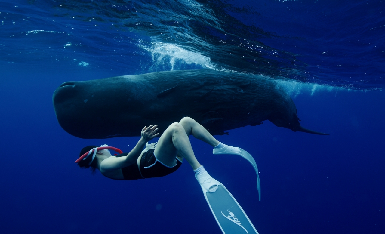 혼획·좌초된 우리 바다 고래들 질병 찾는다..조류인플루엔자 감염도 조사