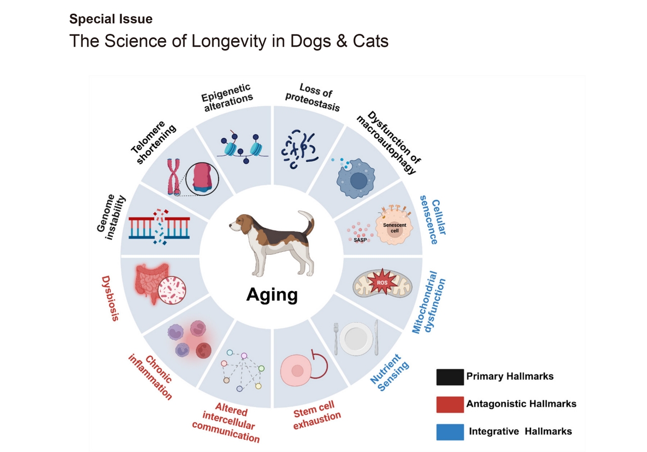 반려동물 노령화 시대, 개·고양이 장수의 과학 조명한 JVS 특별호 발간