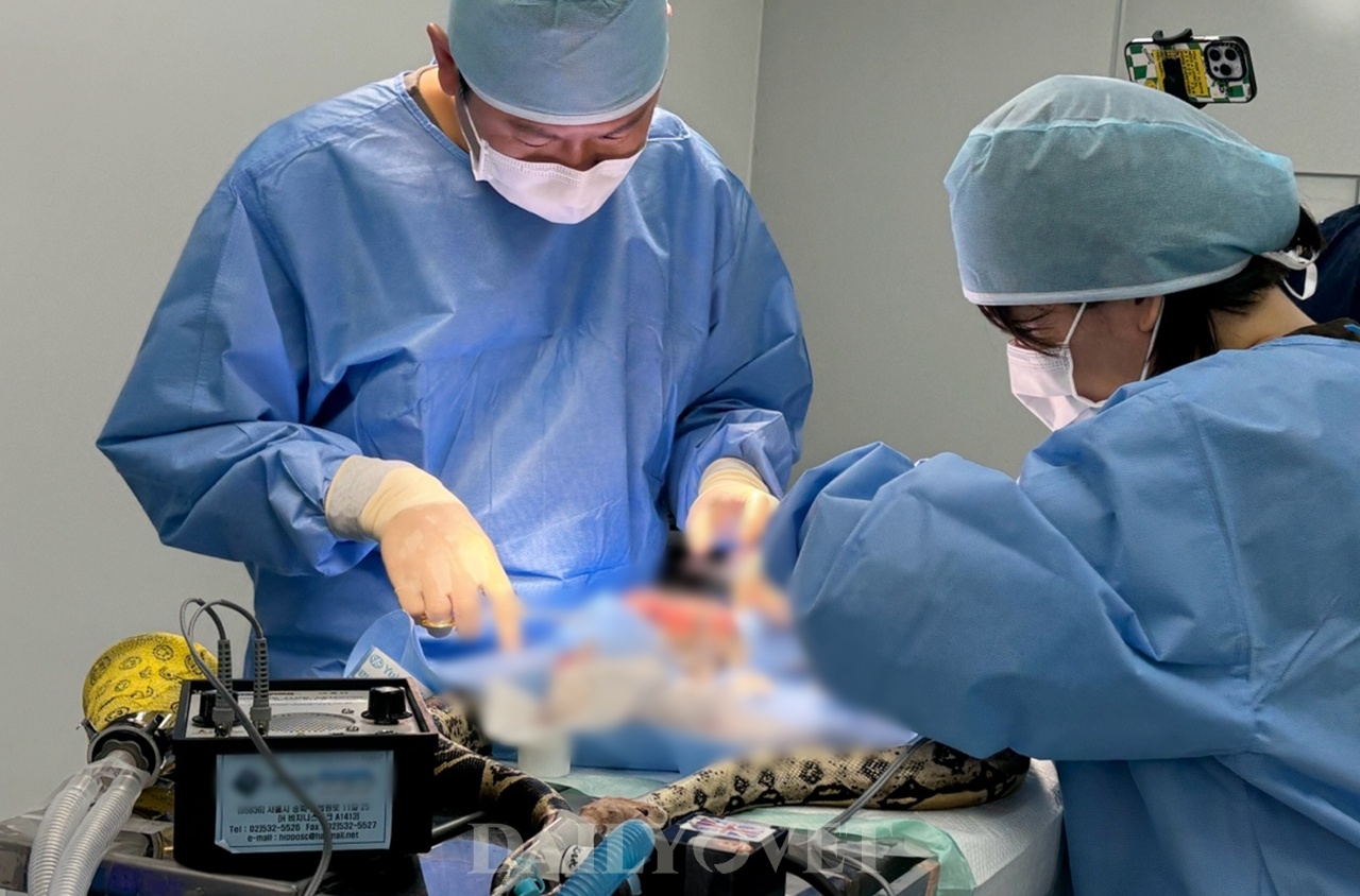 중성화수술받은 붉은꼬리보아뱀..“국내 첫 뱀 중성화 성공 사례”