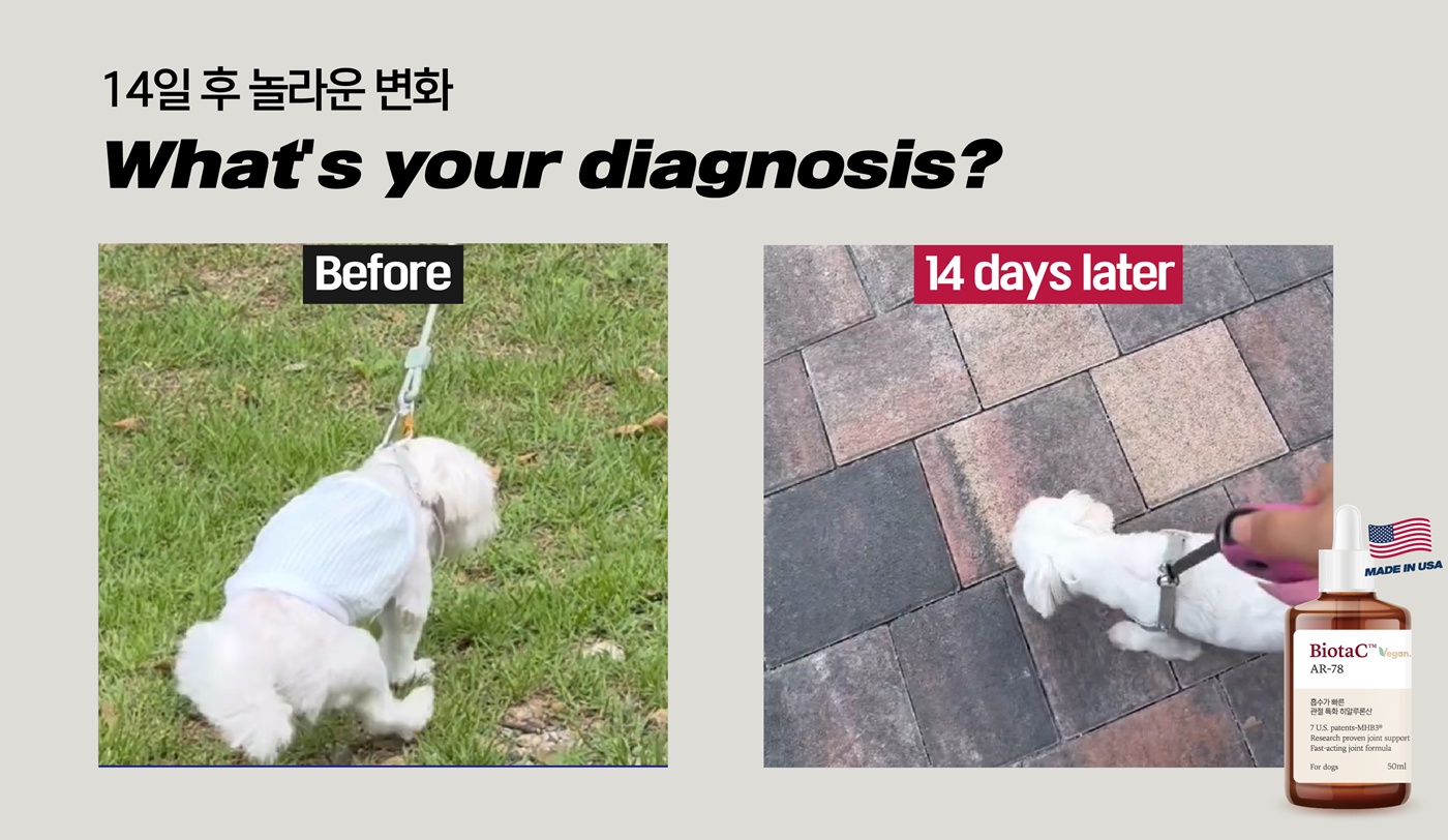 경구용 히알루론산, 개 관절 건강 개선 효과 입증