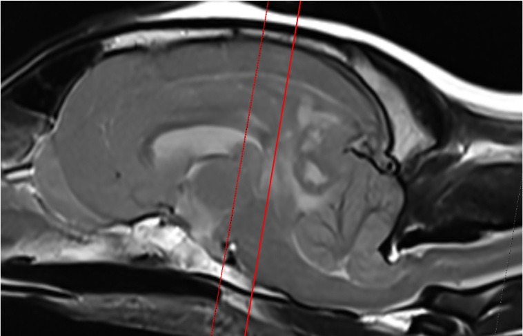 기립불능·의식저하 반려견, 뇌종양 수술해 보니 국내 보고 없던 ‘두개강내 조직구육종’