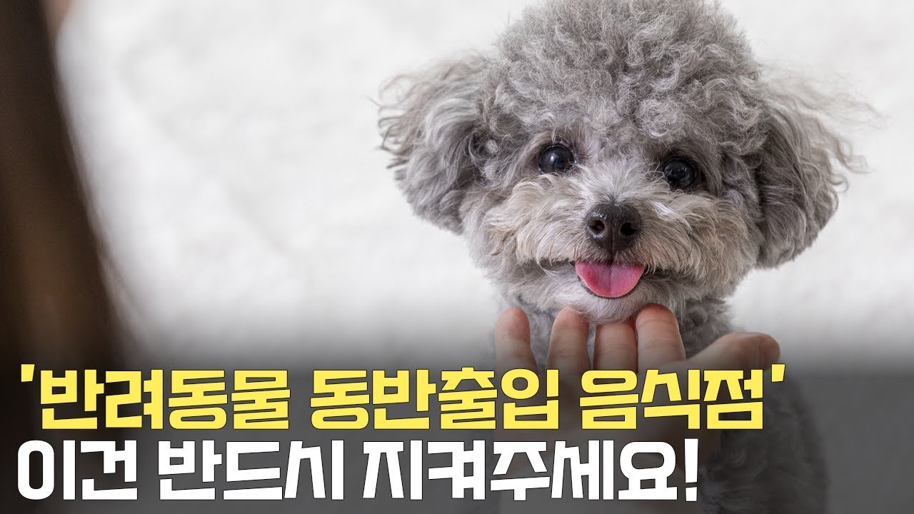 3월 1일부터 음식점 반려동물 동반출입 가능..위생·안전관리 기준은?