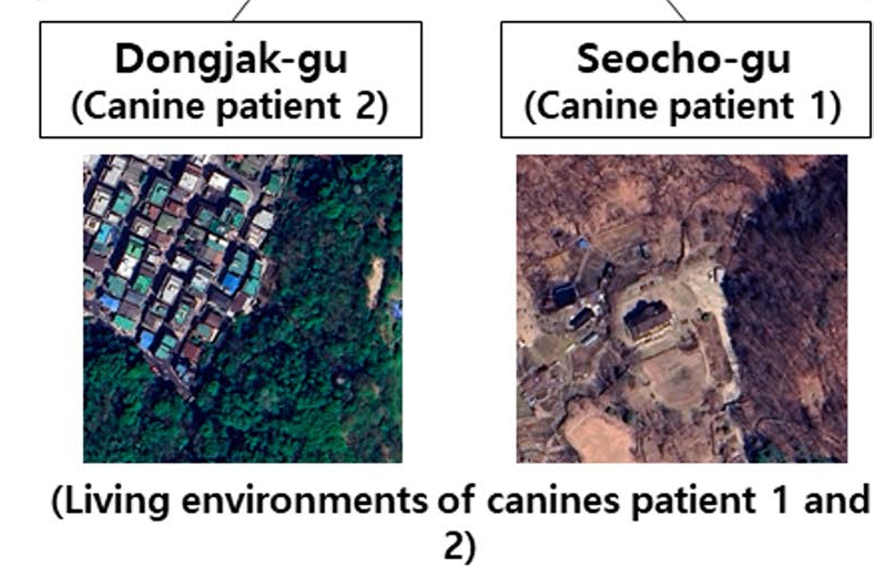‘서울 도심도 안전지대 아냐’ 반려견 SFTS 중증 감염으로 안락사까지