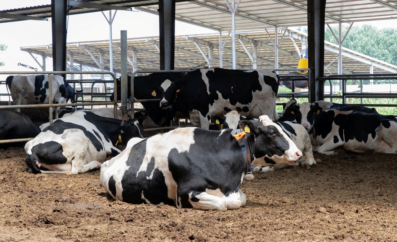 유럽서도 젖소에서 H5N1형 고병원성 AI 항체 검출